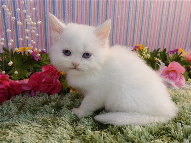 LuvinThaDonald's tweet photo. Introducing our newest family members, Olaf and Frosty. They are brothers. Non standard Napoleons. Both are deaf. It happens with 10% if white kittens w/blue eyes. We love them already! #cats #kittens #love https://t.co/KM8MX47lrF