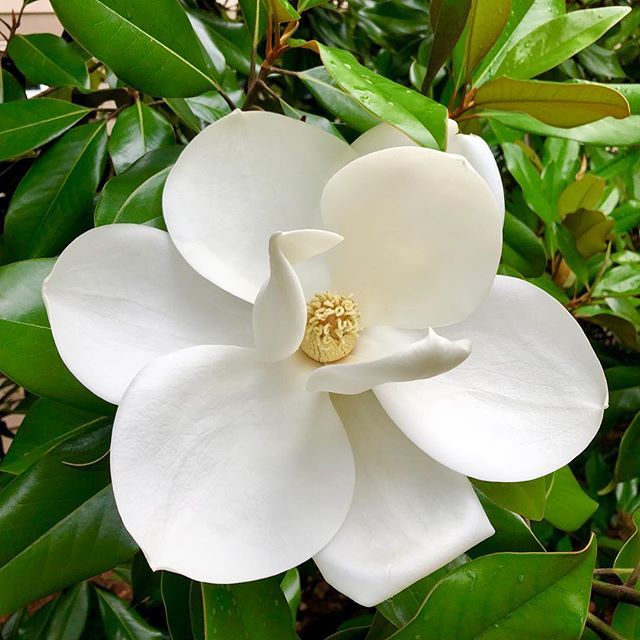 MoRACLT's tweet photo. Love the Magnolias this time of year! #magnolia #floweringtree #parklife #moraclt #embracemora https://t.co/OL0Id2w7RD https://t.co/HnTiLsKfbn