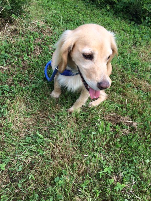 lavenderwatch's tweet photo. Our Axbridge lavender field is now open! Saturday and Sunday 11am to 4pm until August. Free entry and parking. Cream teas, shop and plant sales. Well behaved dogs on lead are welcome. Find us on the Axbridge by Pass. https://t.co/njIfLrbHNS