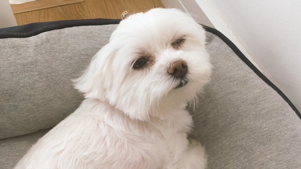 g0ulaarte's tweet photo. meu catioro piscando pra vcs https://t.co/pnSmubnB8o