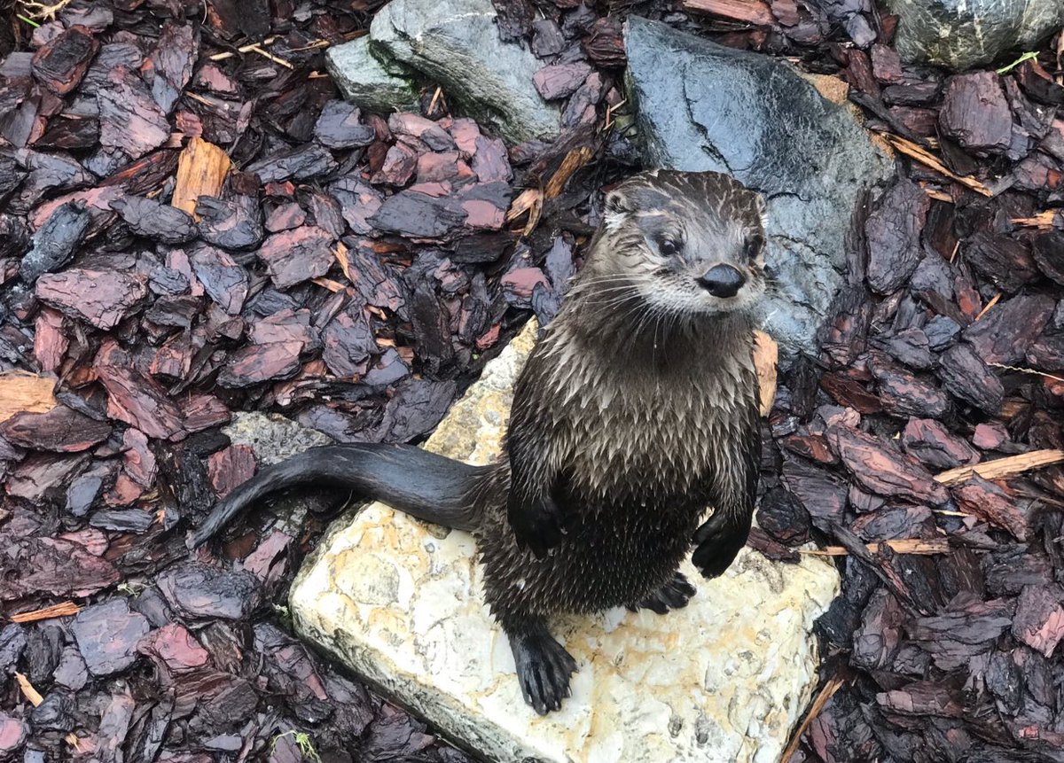 Happy world otter day! @Hersheypark #zooamerica