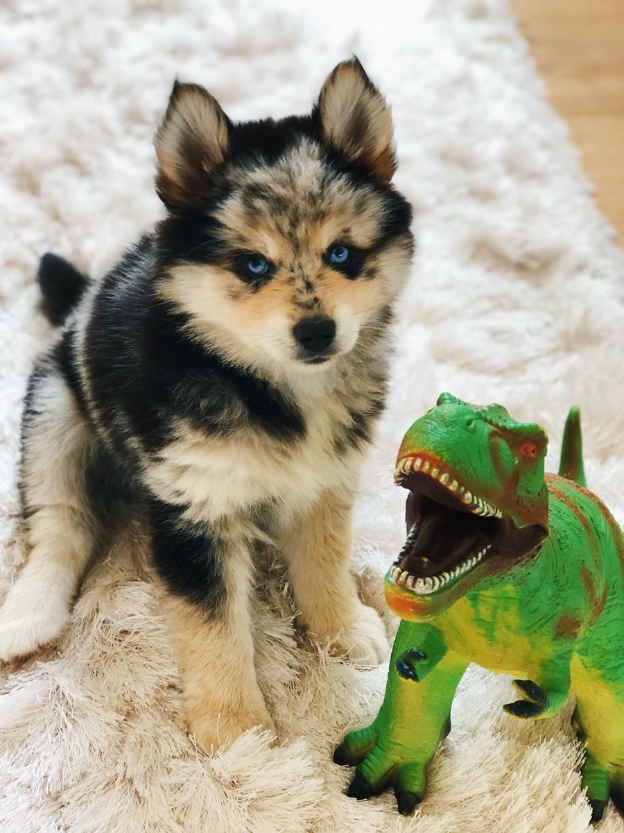 chachigonzales's tweet photo. https://t.co/I1ikX67IRl
This is Rex...short for T Rex. He stole our hearts with those eyes and lil nose freckles 🐶❤️ #pomsky https://t.co/ztYsFnO5Bd
