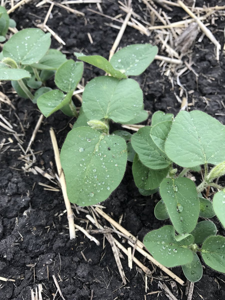SevitaWest's tweet photo. Legendary 2525R2 treated with Evergol and Optimize in the ground May 7th and emergence 6 days later, Roland Manitoba.@Bayer4CropsCA @MonsantoBioAgCA @MonsantoCo @Genuity_Canada #optimizeST #evergol. Come see this variety Aug 8th in Winkler MB https://t.co/w1Yt2j28NF