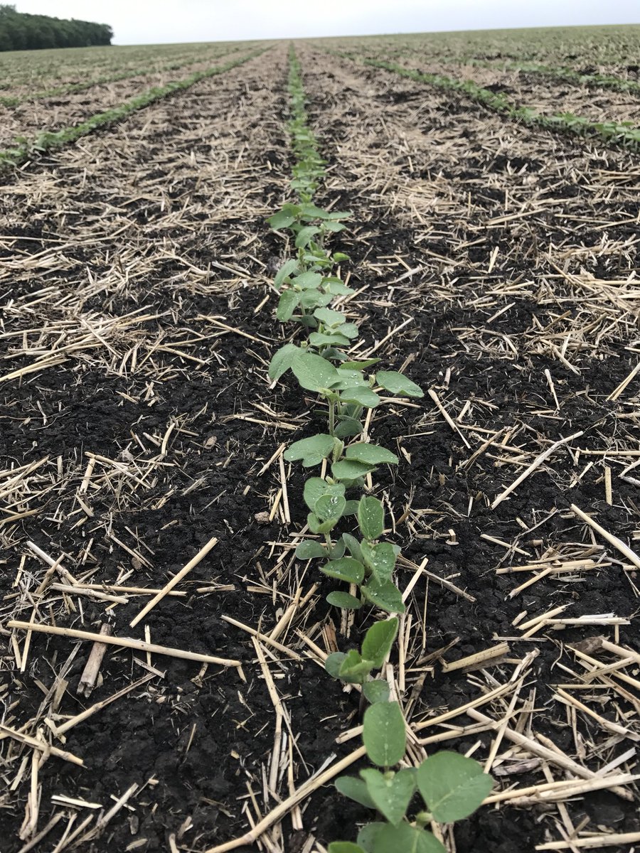 SevitaWest's tweet photo. Legendary 2525R2 treated with Evergol and Optimize in the ground May 7th and emergence 6 days later, Roland Manitoba.@Bayer4CropsCA @MonsantoBioAgCA @MonsantoCo @Genuity_Canada #optimizeST #evergol. Come see this variety Aug 8th in Winkler MB https://t.co/w1Yt2j28NF