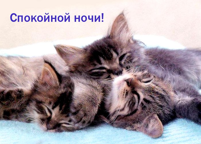 Прикольная картинка кот спокойной ночи, грусти подружка картинки