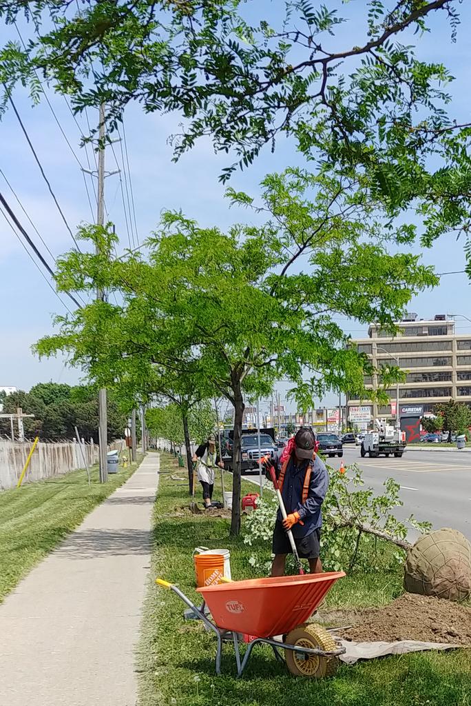 DUKEHeightsBIA's tweet photo. Happening now in DUKE Heights BIA: tree planting along Finch Avenue W. Celebration of the week of World Environment Day couldn't be any better. #photooftheday #Toronto #landscaping #WeAreDUKEHeights https://t.co/jBHivywyuP
