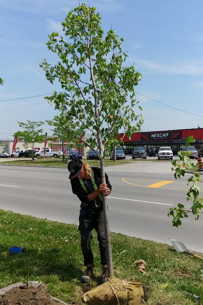 DUKEHeightsBIA's tweet photo. Happening now in DUKE Heights BIA: tree planting along Finch Avenue W. Celebration of the week of World Environment Day couldn't be any better. #photooftheday #Toronto #landscaping #WeAreDUKEHeights https://t.co/jBHivywyuP