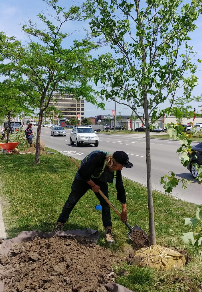DUKEHeightsBIA's tweet photo. Happening now in DUKE Heights BIA: tree planting along Finch Avenue W. Celebration of the week of World Environment Day couldn't be any better. #photooftheday #Toronto #landscaping #WeAreDUKEHeights https://t.co/jBHivywyuP