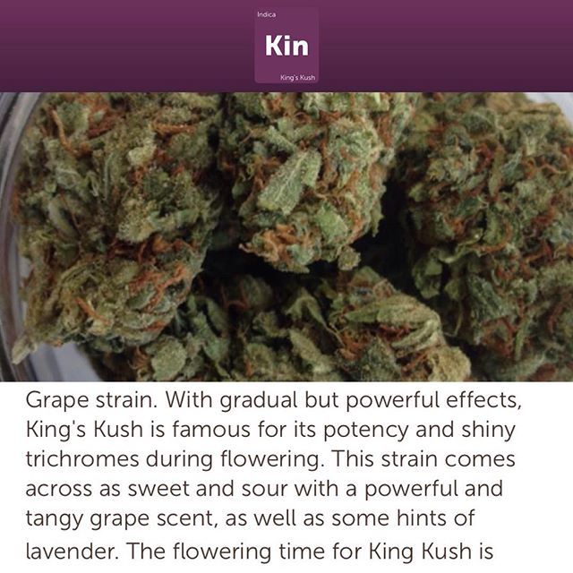 BuddOfCourse's tweet photo. Bow Down! #weedfeedkiller #weed420feed #canadianstoners #ohcannabis #marynation #weedpalace #nbs #topshelflife #youknowitsdank #onlysmokethefinest #high365 #high_larry_us #stonerdays #stankyydankyy #naturalbornstoner #losganjales #crackingnugs #fueledbythc #iwillmarrymary #m… https://t.co/Q6JeNyMys3