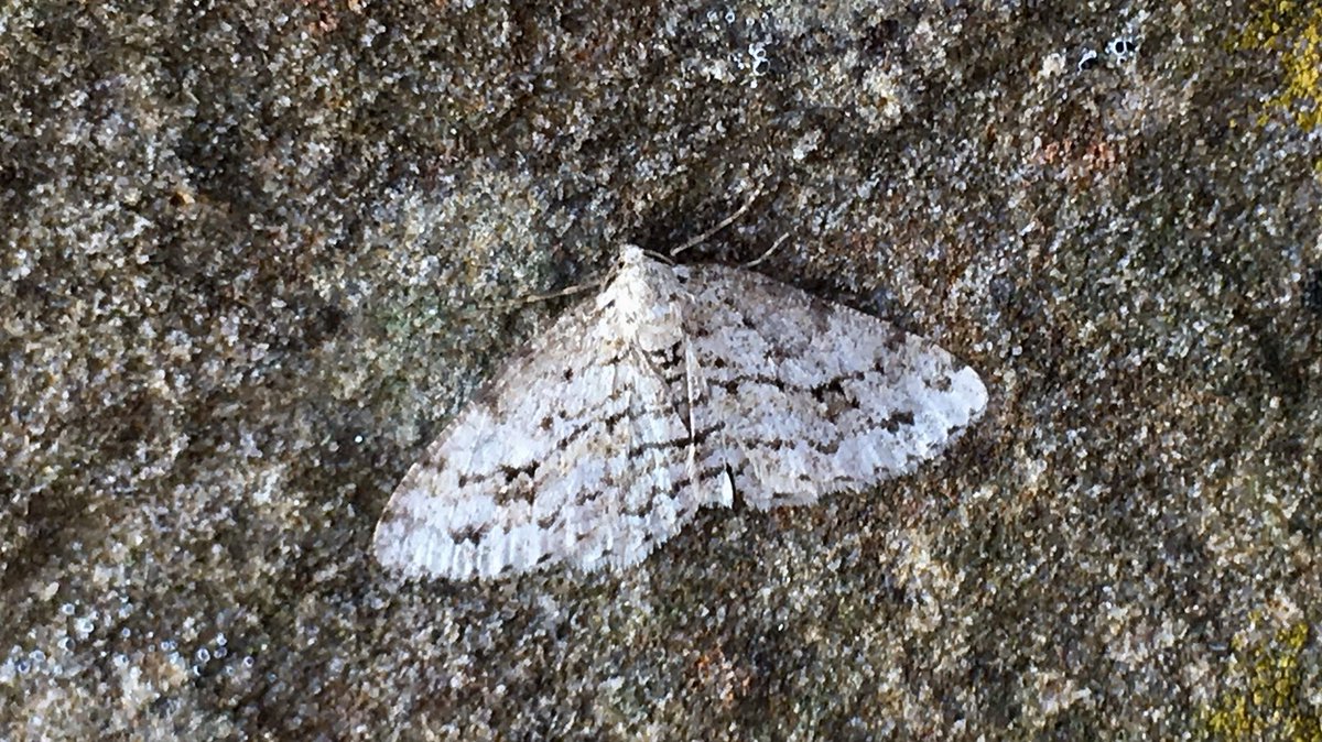 Further highlights from AONB event at Scar House reservoir VC64 25May18: Glaucous Shears, Dark Brocade, Autumn Green Carpet and Engrailed <a href="/JillWarwick/">Jill Warwick</a> <a href="/DoubleKidney/">Charles Fletcher</a>