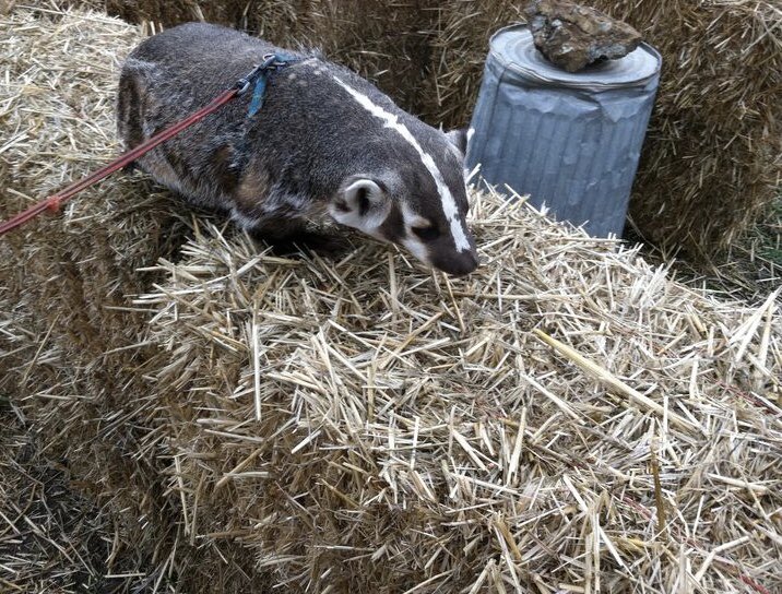 SwaffhamBadger's tweet photo. @chaz598 @dent_alistair Exactly, what sorta bail did you think I meant son? https://t.co/XlWuEo0lX6