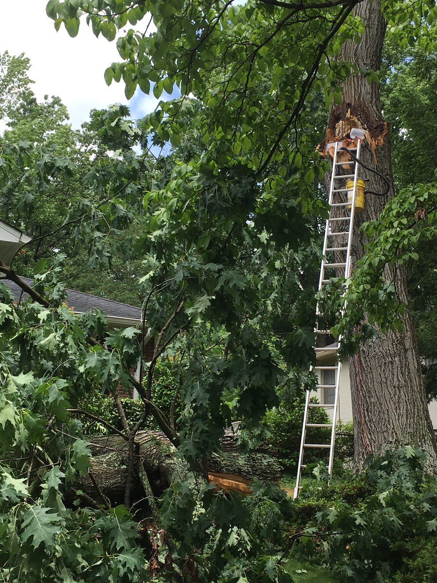gabeeremoval's tweet photo. This weather has taken a toll on all of us, but these poor bees lost their house last night. The limb of this huge red oak broke off last night and took this hive with it. 
We got the call and have been able to remove the bees and will be giving them a new hive #savethebees https://t.co/ctCT2dfPJn