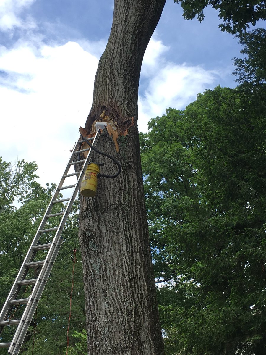 gabeeremoval's tweet photo. This weather has taken a toll on all of us, but these poor bees lost their house last night. The limb of this huge red oak broke off last night and took this hive with it. 
We got the call and have been able to remove the bees and will be giving them a new hive #savethebees https://t.co/ctCT2dfPJn