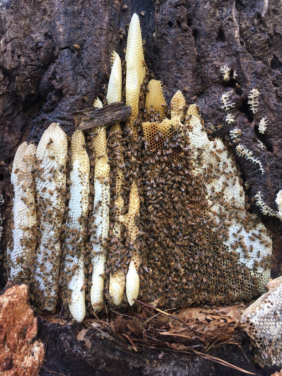 gabeeremoval's tweet photo. This weather has taken a toll on all of us, but these poor bees lost their house last night. The limb of this huge red oak broke off last night and took this hive with it. 
We got the call and have been able to remove the bees and will be giving them a new hive #savethebees https://t.co/ctCT2dfPJn
