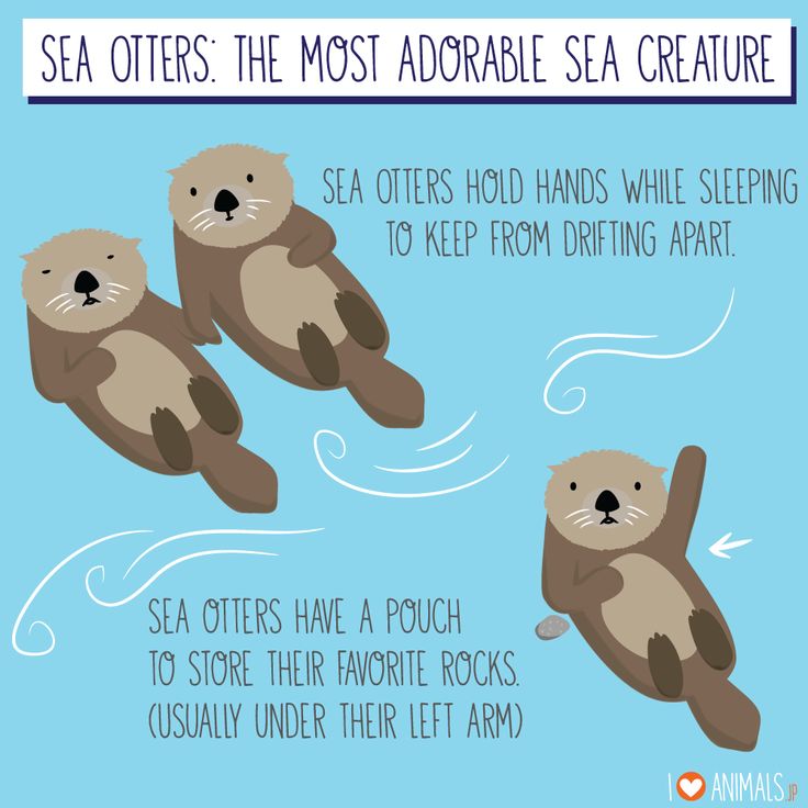 codemefy's tweet image. #WorldOtterDay something cute for this rainy day (hopefully it&apos;s nice and sunny where you are) #cute #Otters