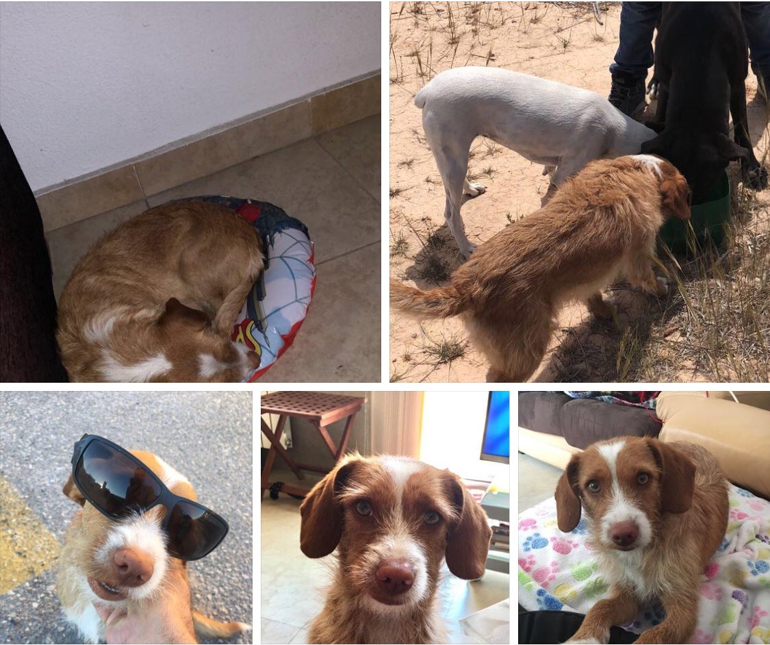 LauraHdezp's tweet photo. SIGUE PERDIDA desde el 20/5 😭😭😭 @MurciaPolicia @policia  Lola, con chip, mestiza de podenca de dos años. #PerroPerdido #ayuda https://t.co/9LJiUiXv90
