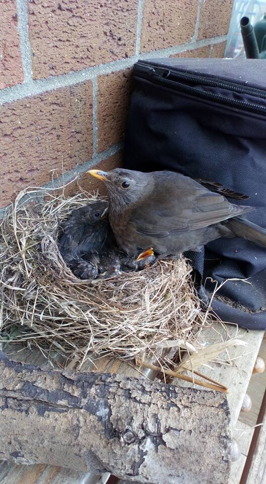 HollyMeadowsSch's tweet image. Here’s the pics! @BBCSpringwatch @RSPBintheEast @RSPBNorfolkLinc @KLFM967 @ChrisGPackham @michaelastracha @SteveBackshall #wellyrack #primaryschool #eyfs @ABCDoes
