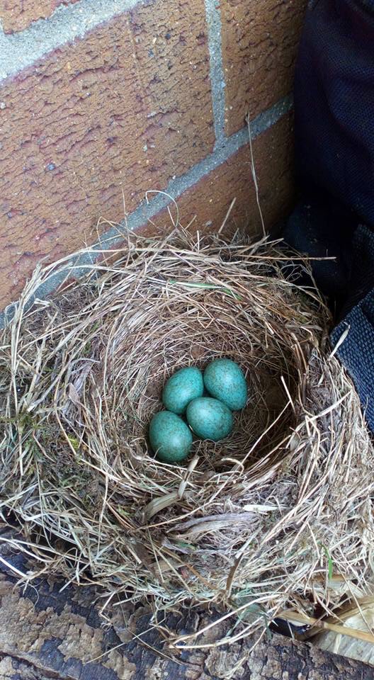 HollyMeadowsSch's tweet image. Here’s the pics! @BBCSpringwatch @RSPBintheEast @RSPBNorfolkLinc @KLFM967 @ChrisGPackham @michaelastracha @SteveBackshall #wellyrack #primaryschool #eyfs @ABCDoes