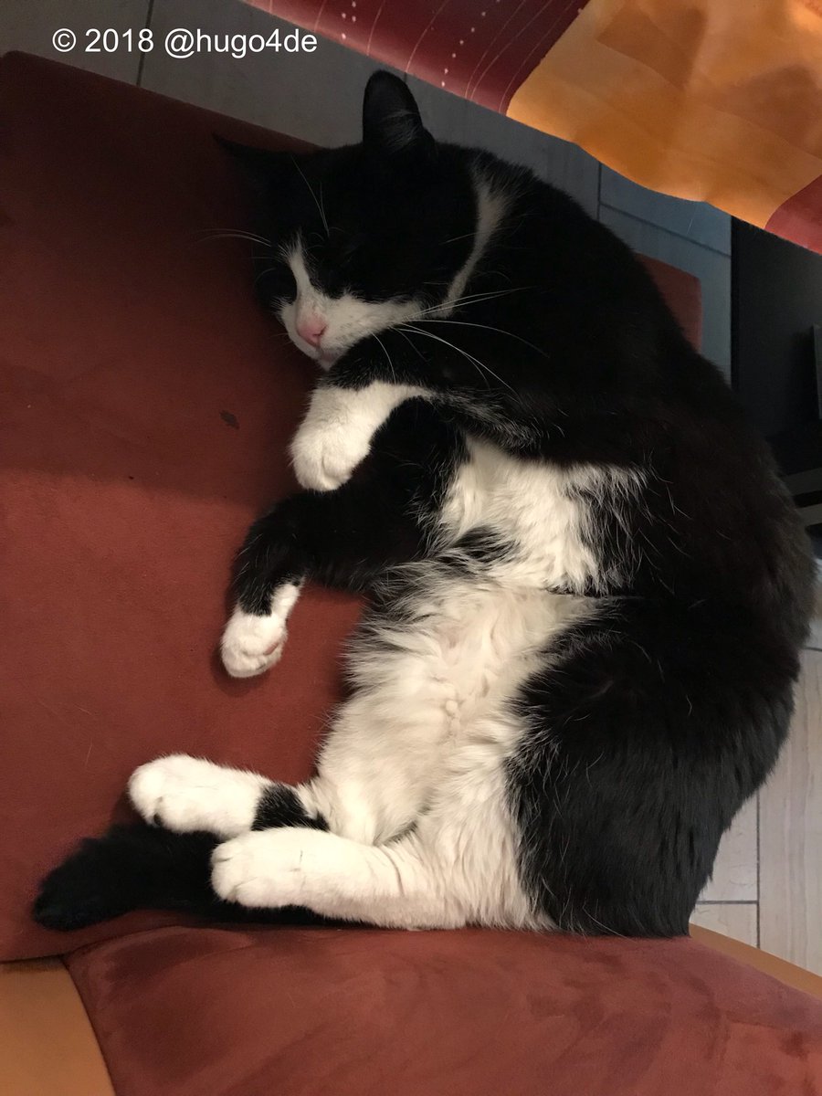 Hugo Coolpaws tweet media