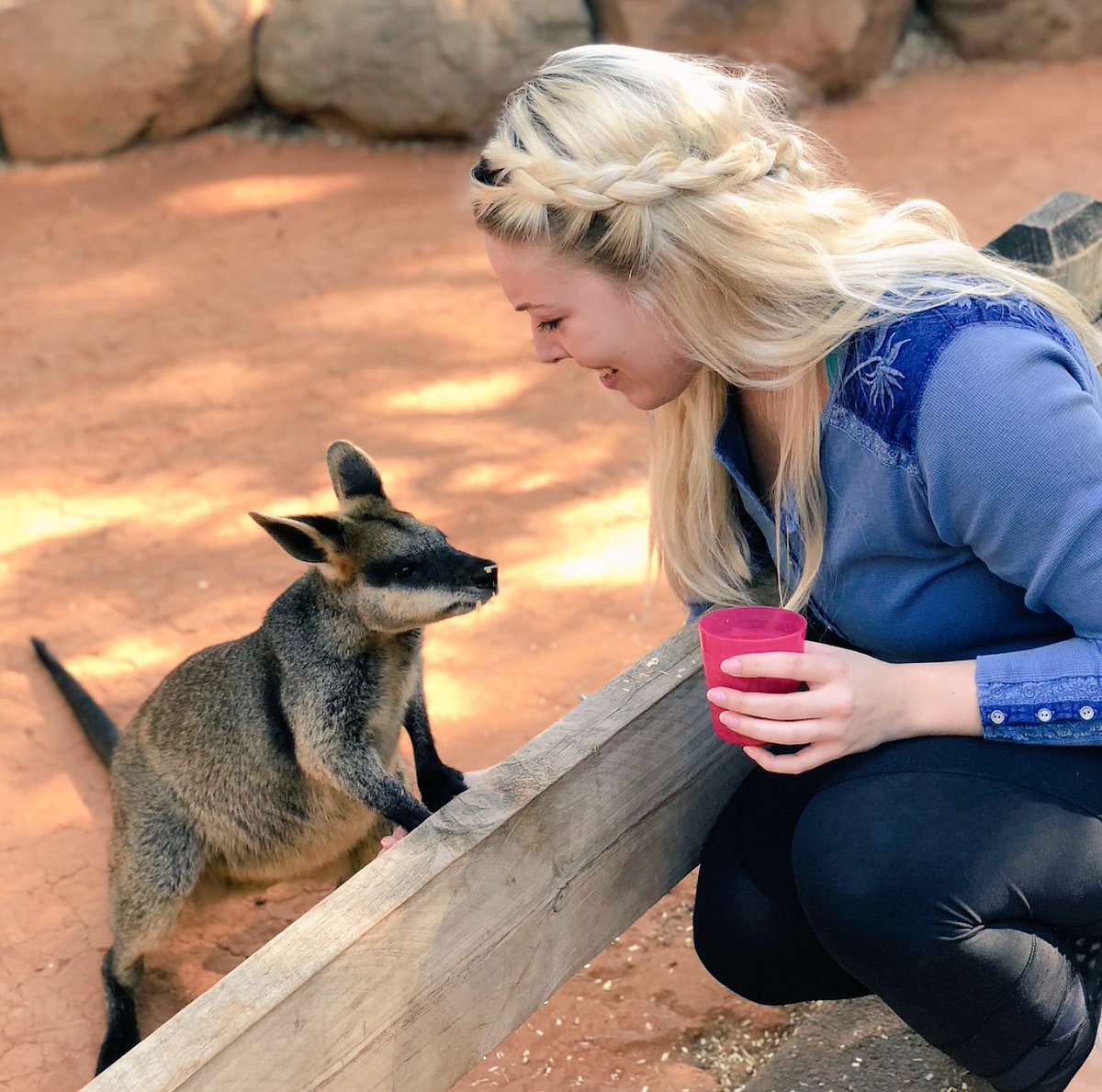 QueensUniv's tweet photo. Our students are in Australia learning the art of storytelling and cultural identity. Apparently, they’re also wallaby whisperers! #jbip2018Sydney #jbip2018 #myroyalsummer https://t.co/Uxquimpo2O