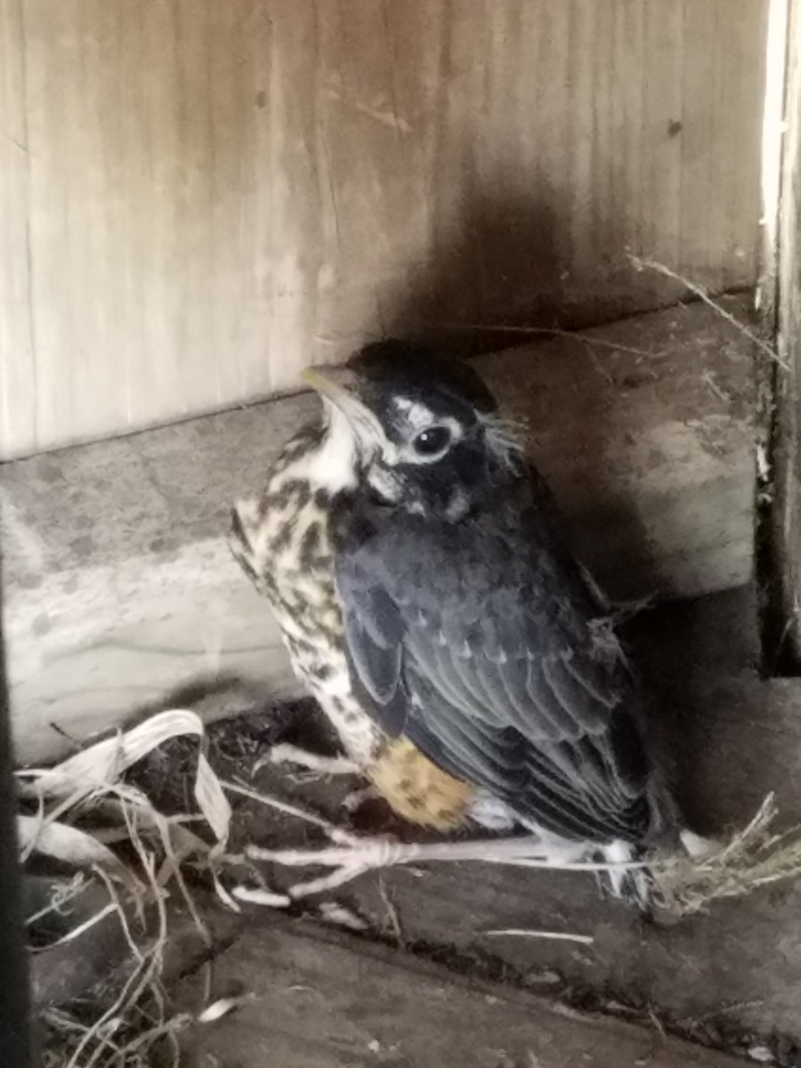 What brand of bird is this