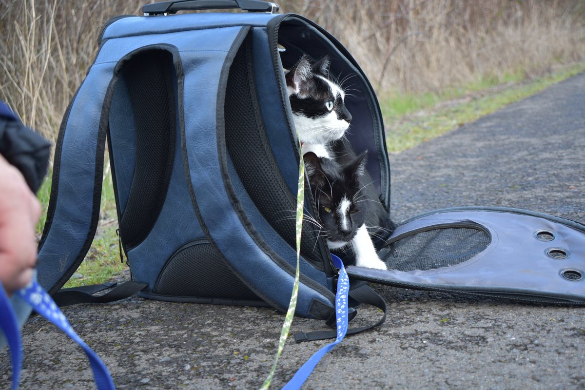 TuxCatQuartet's tweet photo. If we fits, we sits!😸🎒😺
#backpacklove #AstroAbby #PioneerPickles #grahamoaksnaturepark #catonaleash #TuxedoCatQuartet #BlackAndWhiteCats #catsofinstagram #catbackpack https://t.co/b5WefUiuuo