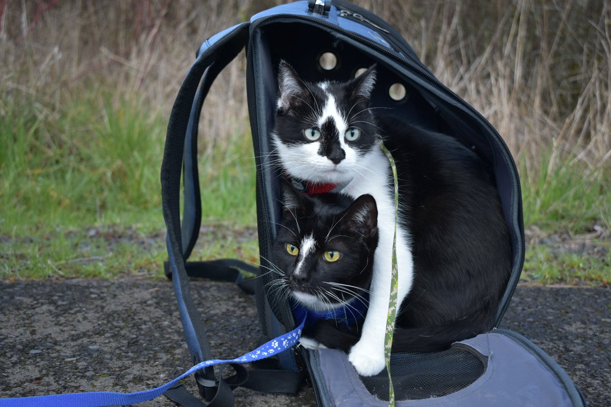 TuxCatQuartet's tweet photo. If we fits, we sits!😸🎒😺
#backpacklove #AstroAbby #PioneerPickles #grahamoaksnaturepark #catonaleash #TuxedoCatQuartet #BlackAndWhiteCats #catsofinstagram #catbackpack https://t.co/b5WefUiuuo