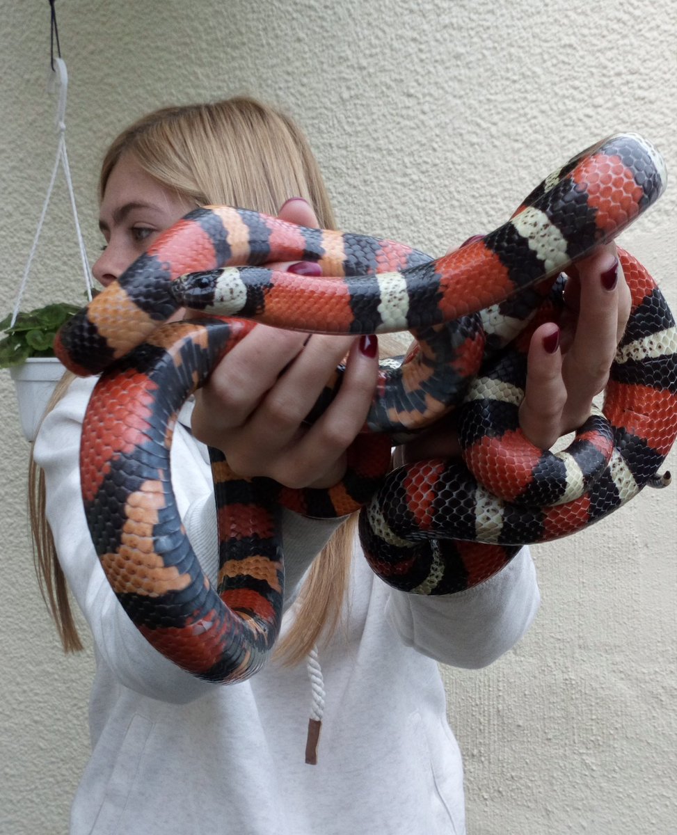Our pair of pueblan milksnakes are always lookers with their bright but fake warning livery