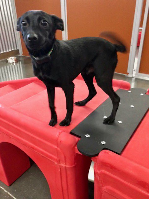 happy camper doggy daycare