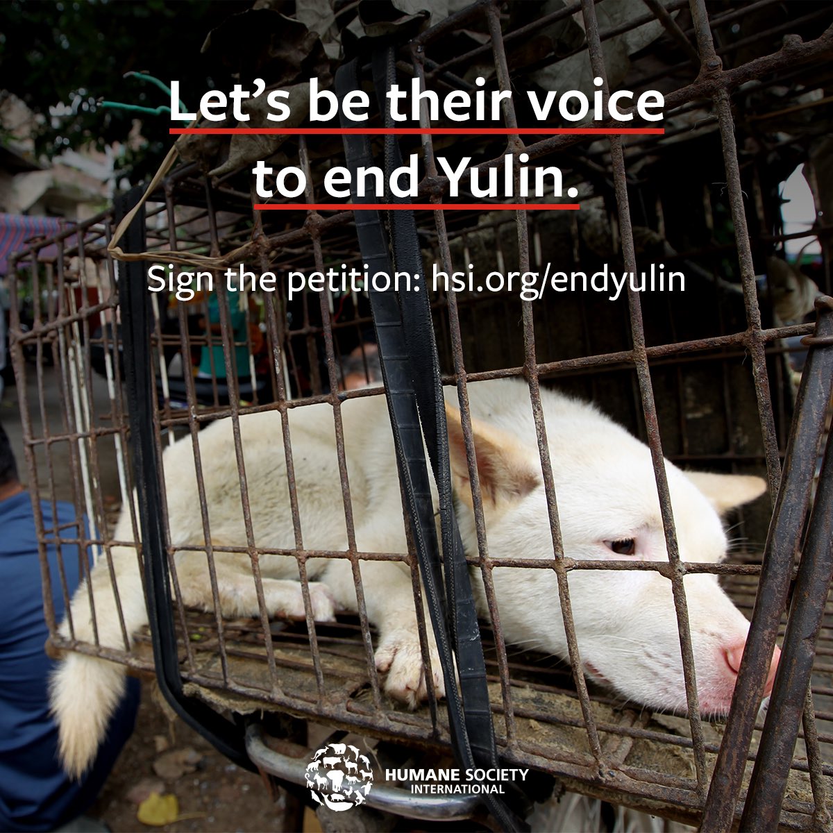 humaneworldnews's tweet photo. .@rickygervais Please help us be their voice to #endyulin forever. Sign &amp; share our petition https://t.co/HFY92xLYU4 and we’ll take the signatures to China to stand shoulder to shoulder with our Chinese partner groups, united against the #DogMeatTrade 🐕🙏🏻 https://t.co/cymjHTRMJt