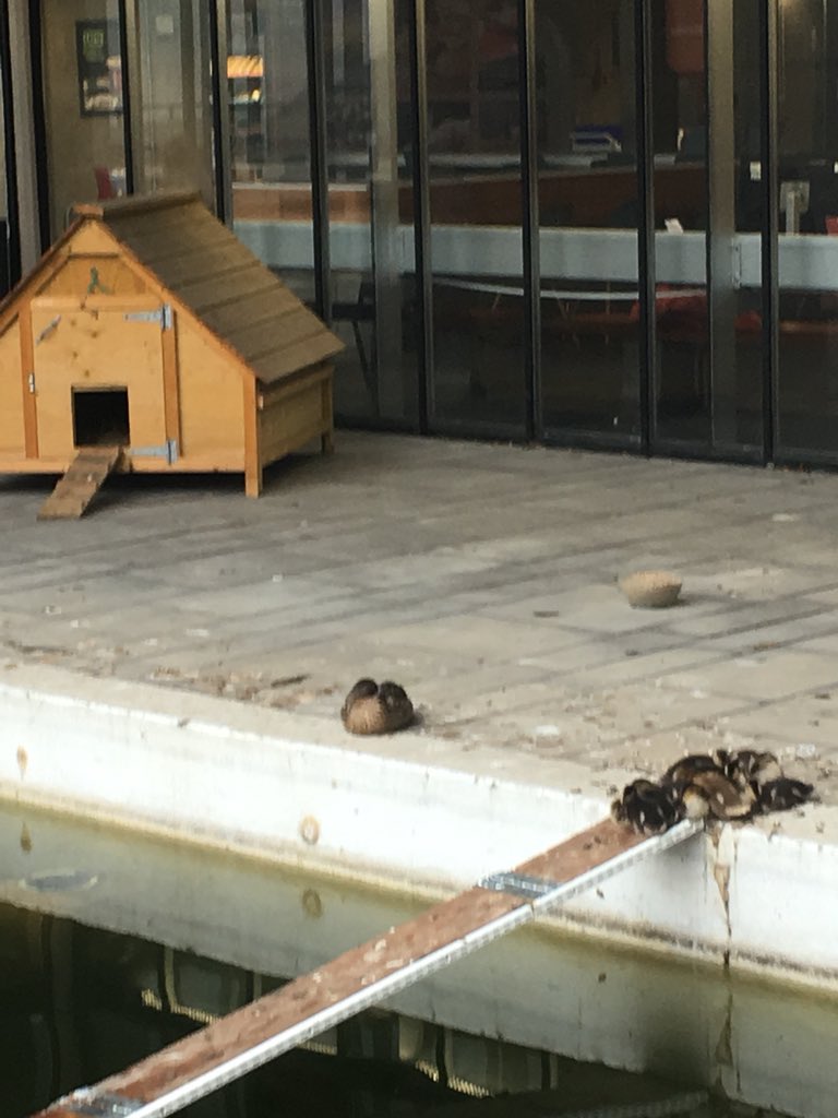 KateCroucher's tweet photo. Come and see our ducklings @JaneCampbell8 said, they’re super cute she said but they didn’t seem to want to play. Looks like there may be some engagement issues for #TheDEF here @LeedsUniCareers @MikeGradconsult @NalayiniT @Nao_Oosman https://t.co/1uHPxmrZmM