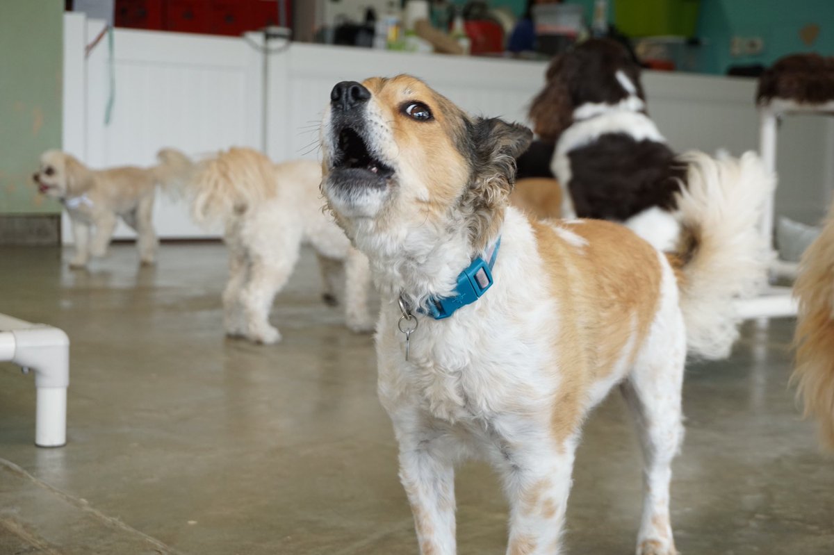 #woofwednesday 🐶💚