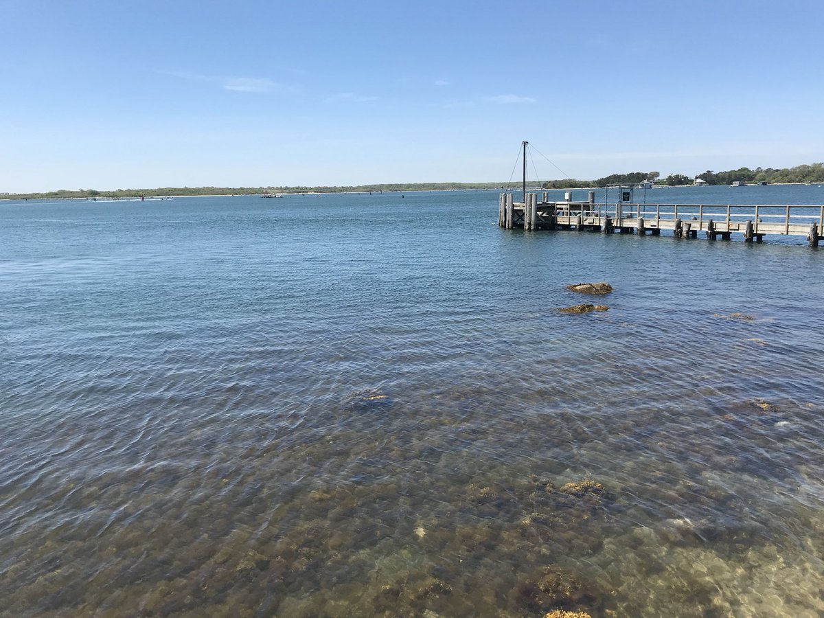 martinadalbello's tweet photo. Back to the origin! Giving a seminar @WHOI about ecological memory and resilience in marine biofilm communities #WHOI #ecologicalmemory #ecology https://t.co/fsPDHN7Pcw