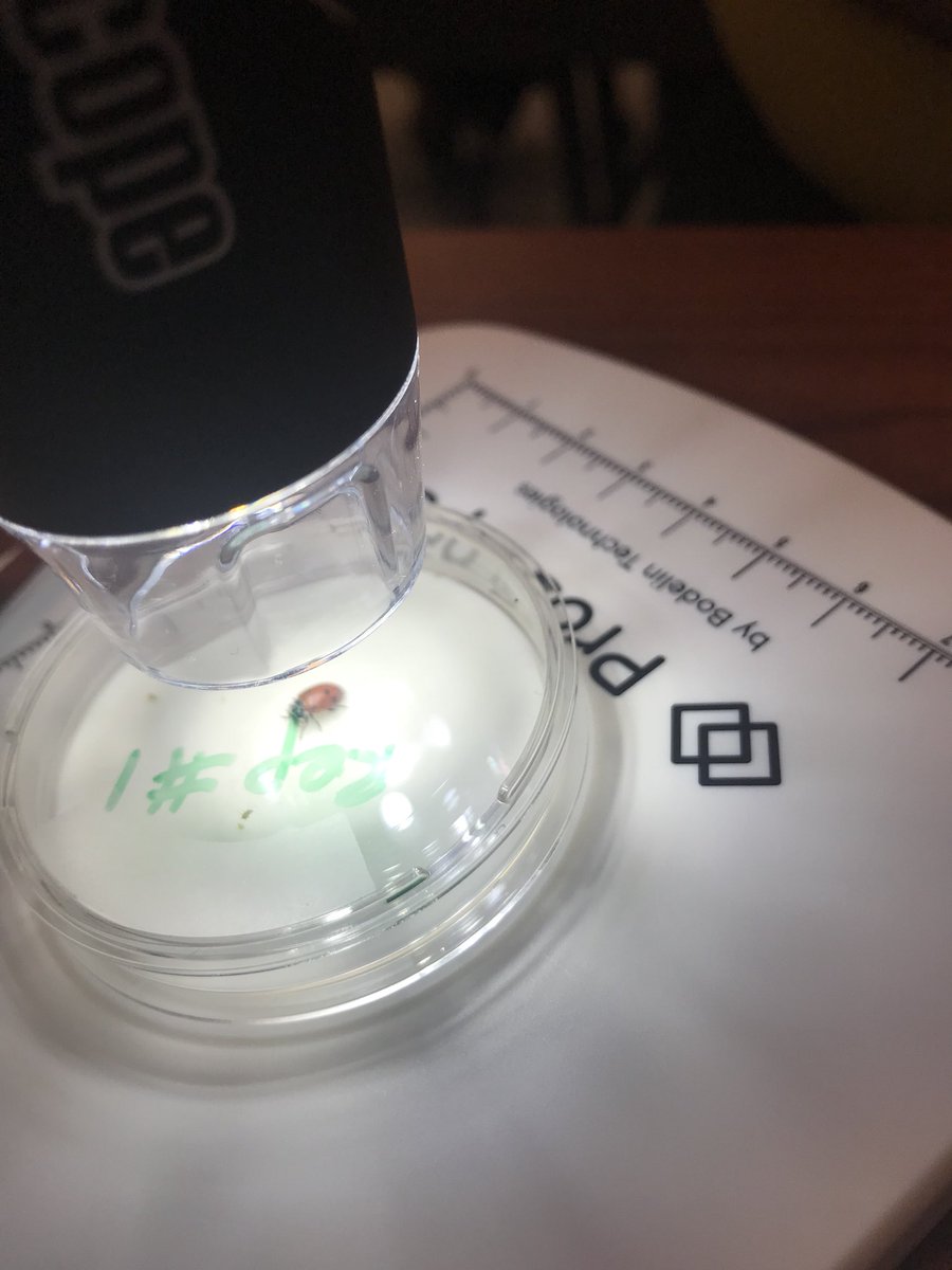sc_gergen's tweet photo. Here at Soybean Institute UNL. We each get a tiny ProScope 🔬 for our computers. Currently experimenting with aphids and lady beetles. #SSIswag #beetlecarnage#scienceamazes https://t.co/iTtL0jnhbE