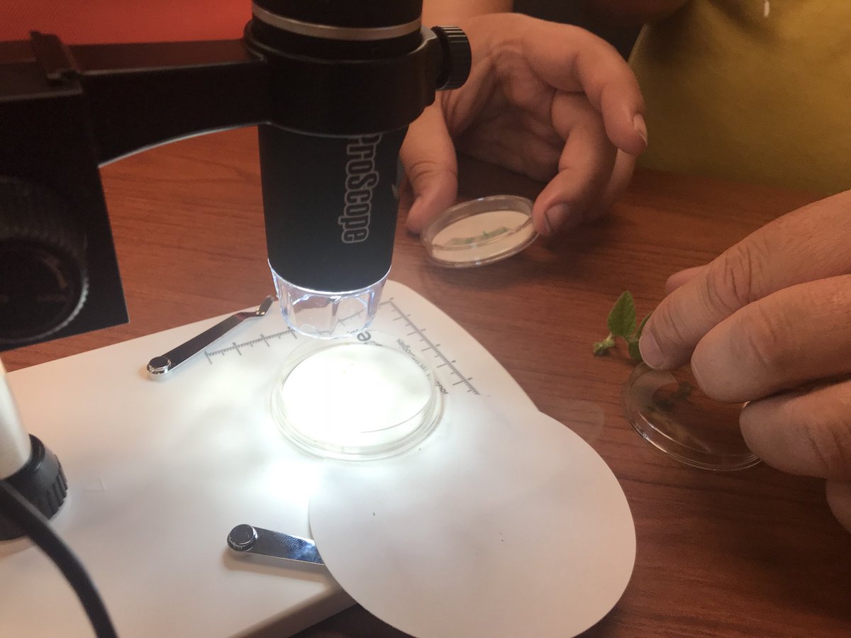 sc_gergen's tweet photo. Here at Soybean Institute UNL. We each get a tiny ProScope 🔬 for our computers. Currently experimenting with aphids and lady beetles. #SSIswag #beetlecarnage#scienceamazes https://t.co/iTtL0jnhbE