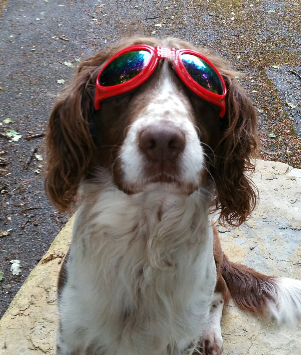 PoliceDogDorset's tweet photo. PD Mitch trying out the new dog sunglasses, getting himself already for the summer searches! #explodog #issuekit #dotheycomeintacticalblack https://t.co/s0oImGoRNs
