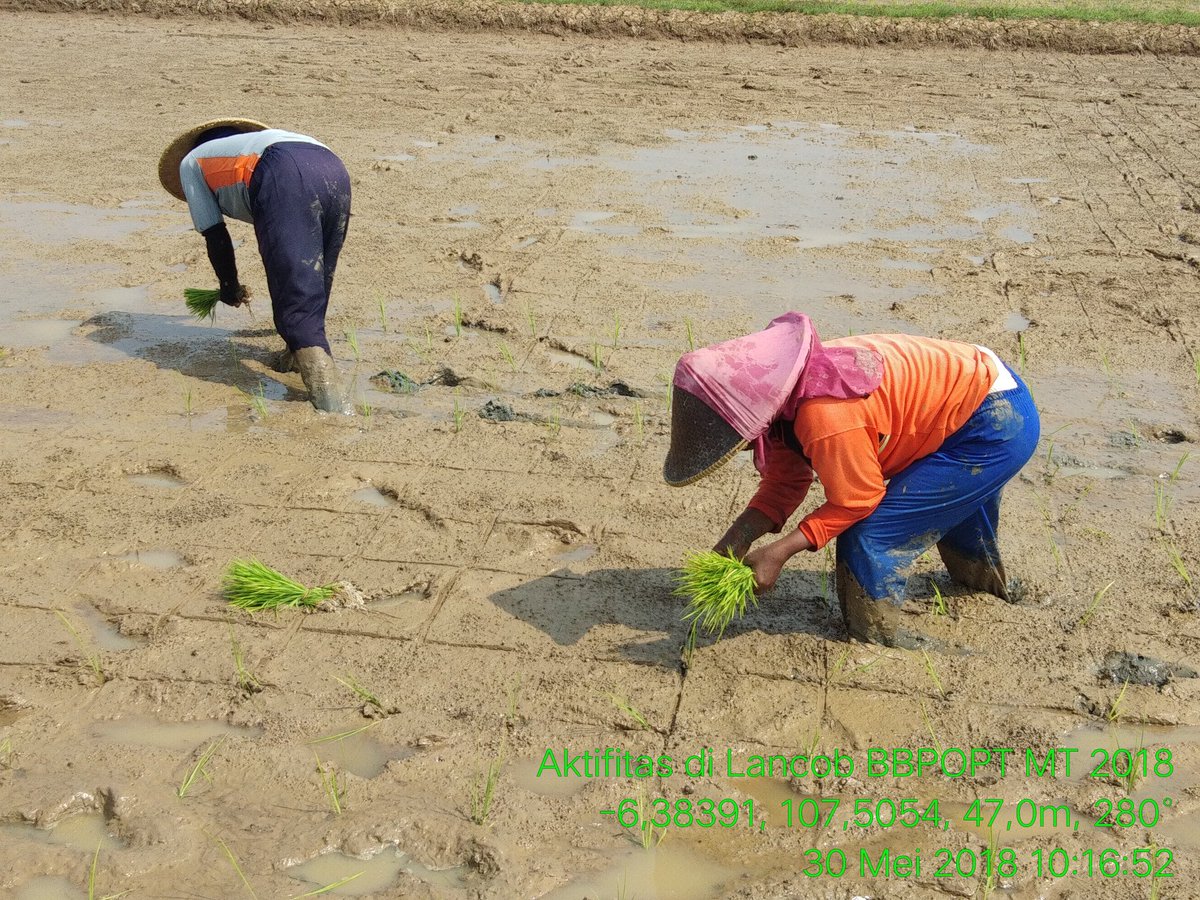 bbpopt's tweet photo. #SalamSaum 
Tandur SRI pd bulan ramadan di @bbpopt dumogi penuh keberkahan. Diawali niat ikhlas, hingga OPT melas,  menjadikan petani cerdas dan panen berkelas (30/5/2018) #PetaniKita @ditlin_tp @Ditjen_TP_News @kementan https://t.co/myA0OJ86Yk