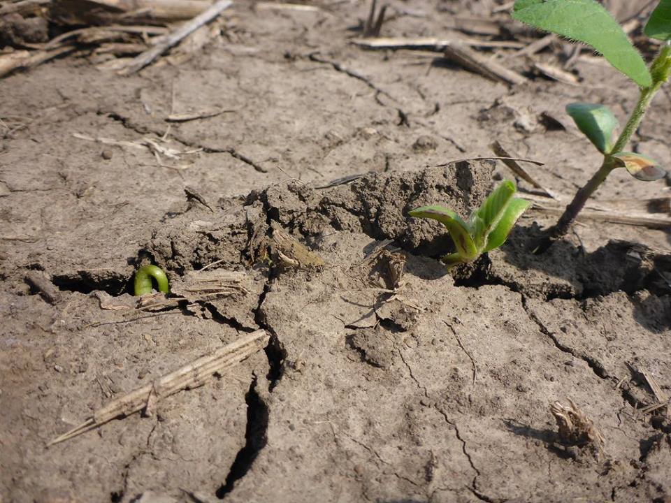 IowaSoybeans's tweet photo. Check out some of the #research18 photos our @OnFarmNetworkIA and Analytics teams took last week: https://t.co/4jZSty9yq9 https://t.co/yKBAYUBo8V