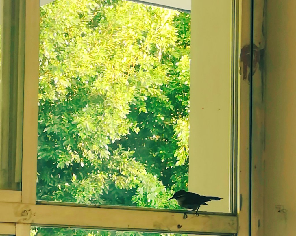 AdrixT's tweet photo. Todas las escuelas y todas los salones deberían de tener aves que canten y alegren las mañanas. Me gusta atraer la felicidad #soymaestra
#misalon
#BuenosDias https://t.co/TCEa76HD8t