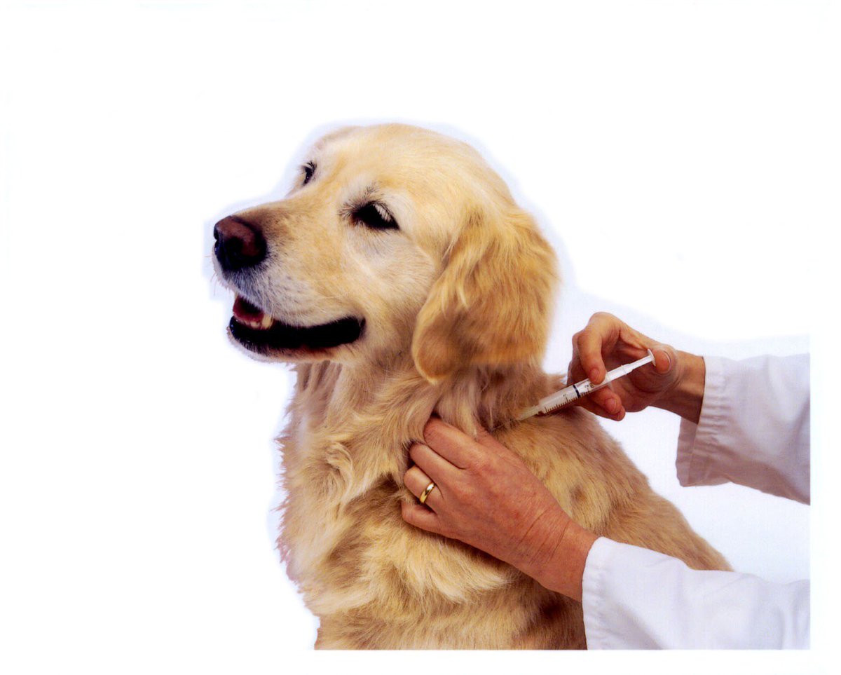 The Lubbock Animal Shelter and local radio stations have teamed up to microchip and vaccinate 500 pets for free! Bring your dog or cat to the Lubbock Civic Center NW parking lot on June 9. There will be lots of treats and human food too!
facebook.com/events/4077576…