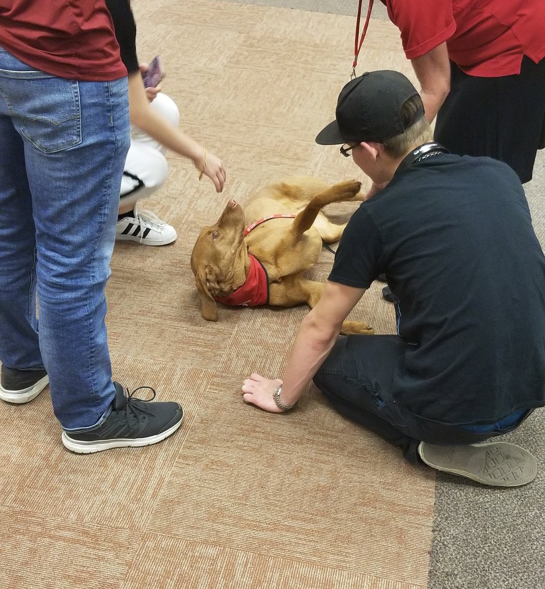 LBPHighSchool's tweet photo. The dogs have arrived! Stop by the library to destress and pet some pups! https://t.co/qjvG0sxISZ