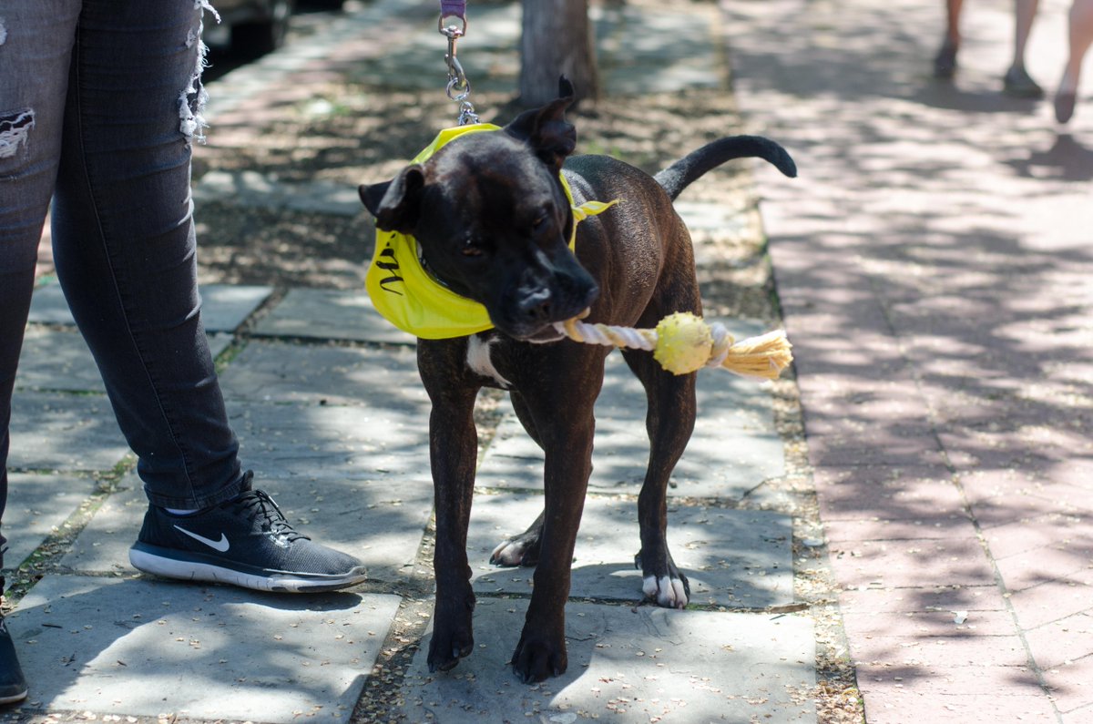 Why Pepper Rules
10. She’s in great health.
9. Her coat is soft and low maintenance.
8. She’s eager to please. 
7. She’s a great running buddy.
6. She loves people.
5. She loves older kids.
4. She’s a total ham.
3. She’s super affectionate.
2. She loves sleep.
1. Her smile!
#RDR