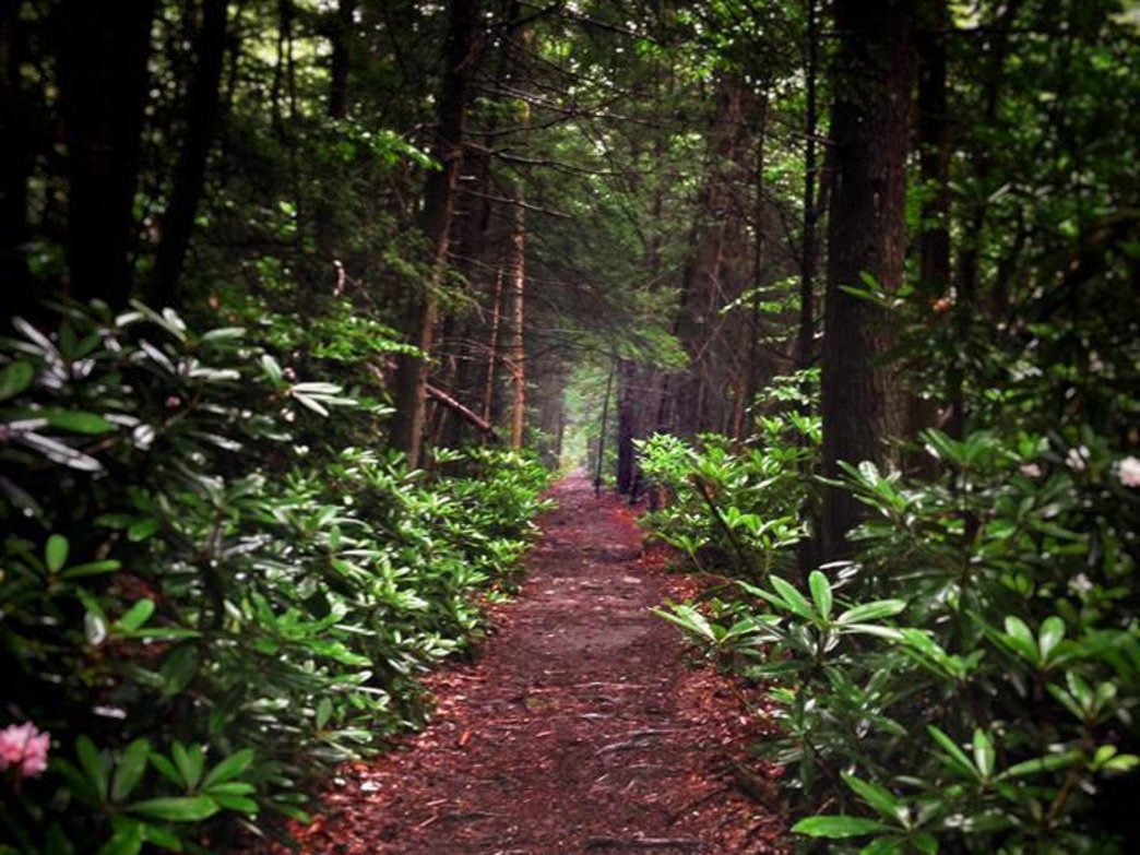 SenatorNation's tweet photo. At D&E, the opportunity for #SenatorNation to hike some amazing trails is just a few steps away from campus #WhyWV https://t.co/4gHpccTtC0