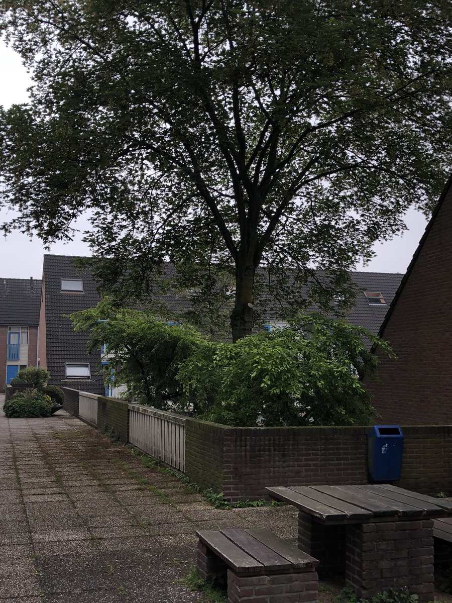 zwartbont2's tweet photo. Met het oog op de clusterregenbuien en het opvangen van hemelwater, kan een beetje groen juist hier wonderen doen. Een foto zonder, de andere foto met groen #capelleadijssel #buitenruimte #architectuur https://t.co/azS67gK2tn