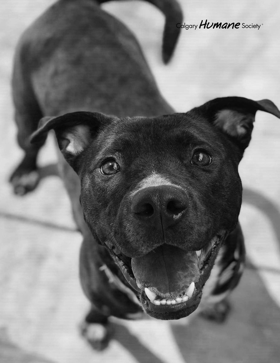 CalgaryHumane's tweet photo. #7days #7photos
B&W no explanation (forgive us for breaking this rule), no humans, just dogs.
We were nominated by @SagePMcIntosh
We nominate @FMSPCA
Day 3: Meet the #AdorableAdoptable Nhala https://t.co/IqRRTlF3f1 https://t.co/N07e6qLGWd