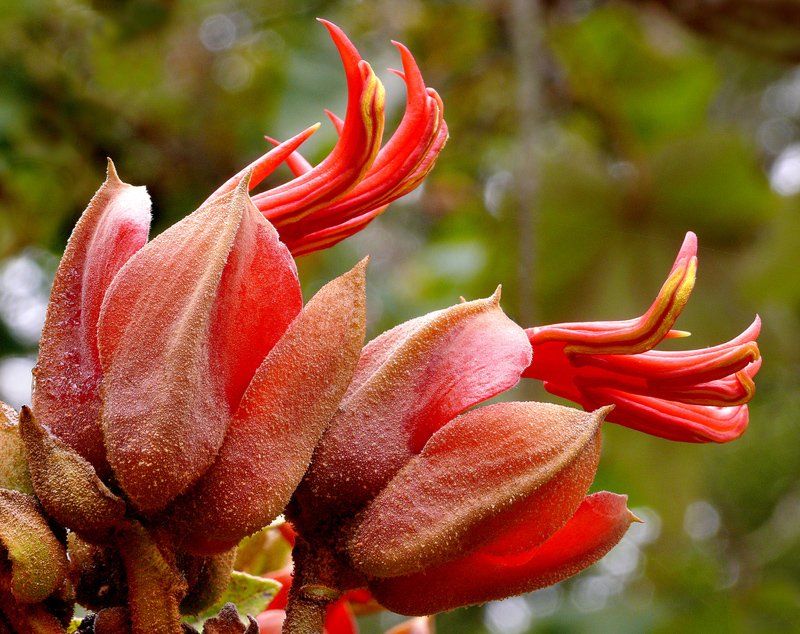 PacayaPn's tweet photo. Según diferentes reporteros y escritores, a nivel de Guatemala, la flor de "majahue"  es una de las flores más "fotogénicas" y exóticas. https://t.co/FeJWvMc9ip