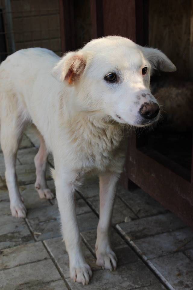 ProDogRomania's tweet photo. ALBA - Was sie wohl schon alles erlebt haben wird? 😞
Sie ist noch zurückhaltend, traut sich nicht so richtig heran. Finden wir dennoch die richtigen Menschen, damit ALBA Bucov entfliehen kann?

💟Hündin
💟~2 Jahre
💟40cm
📧Kontakt: info@prodogromania.de
#AdoptDontShop #Hunde https://t.co/pxlzchE2i1