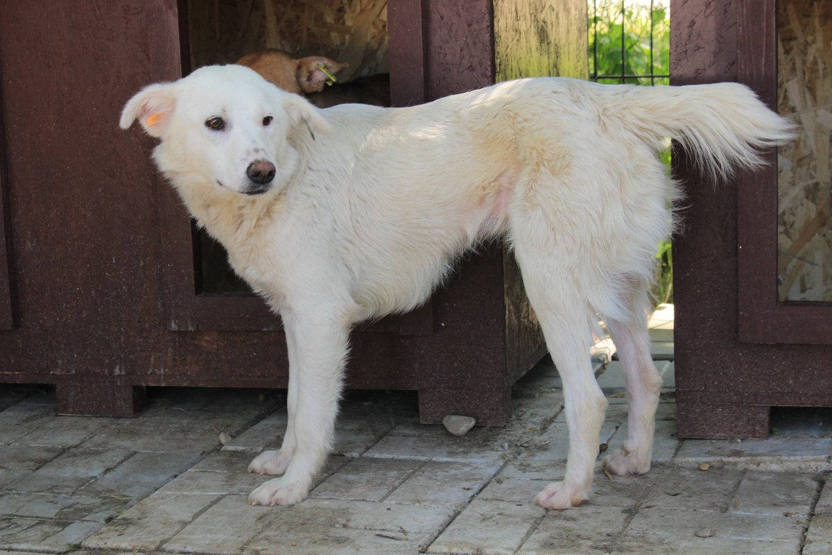 ProDogRomania's tweet photo. ALBA - Was sie wohl schon alles erlebt haben wird? 😞
Sie ist noch zurückhaltend, traut sich nicht so richtig heran. Finden wir dennoch die richtigen Menschen, damit ALBA Bucov entfliehen kann?

💟Hündin
💟~2 Jahre
💟40cm
📧Kontakt: info@prodogromania.de
#AdoptDontShop #Hunde https://t.co/pxlzchE2i1