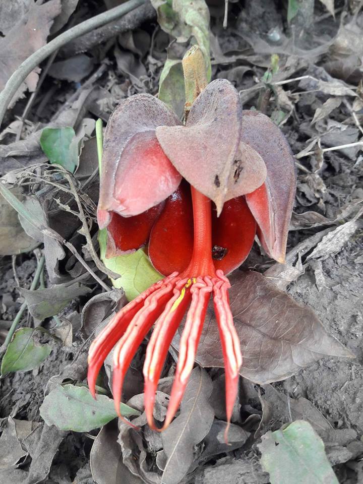 PacayaPn's tweet photo. Chiranthodendron pentadactylon, mejor conocido en la región como "Majahue", es una de las plantas endémicas de la zona... y que le da nombre a uno de nuestros miradores en la ruta turística. https://t.co/YSLRk6uf6i