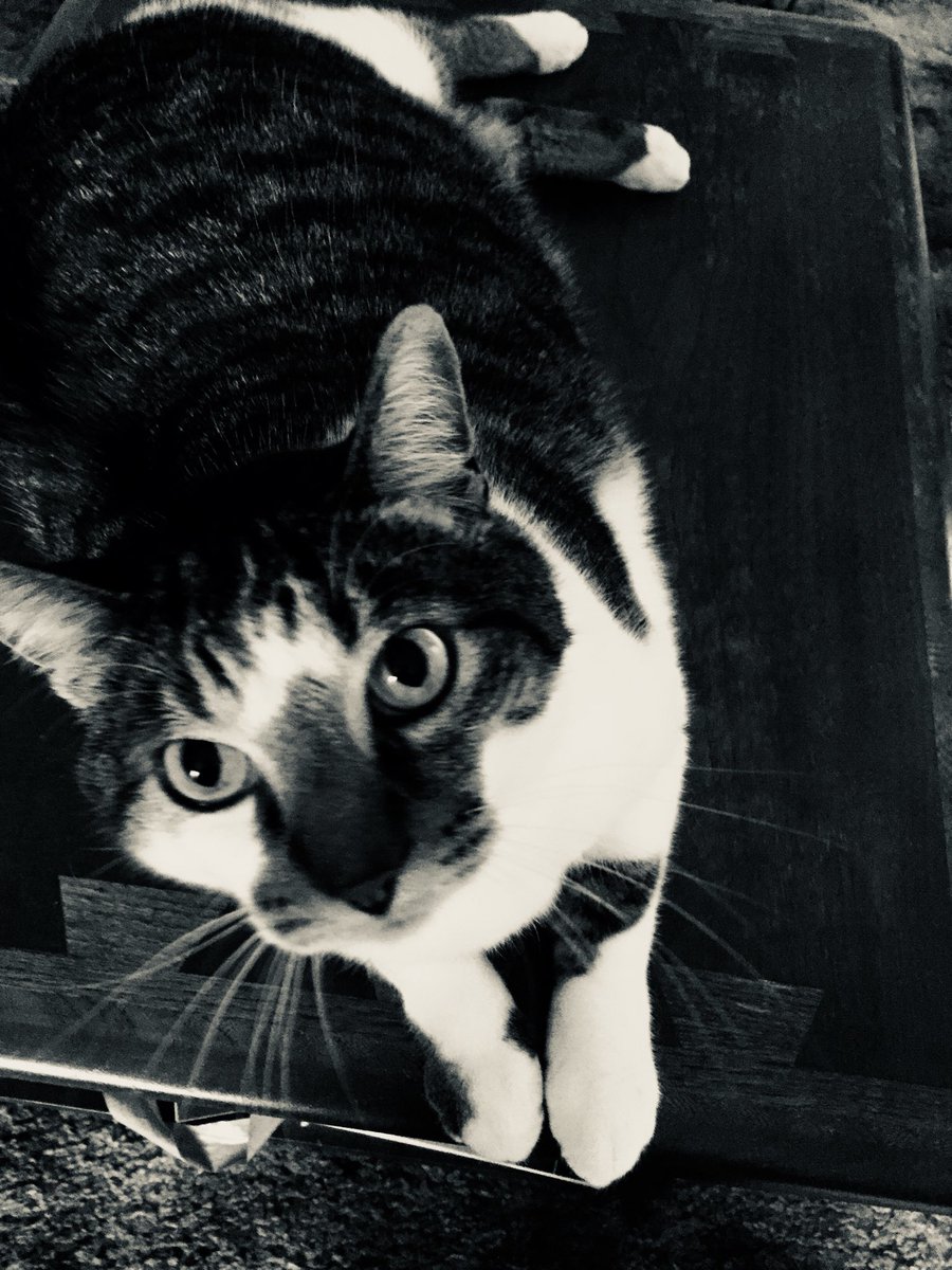 Rottenscotty12's tweet photo. Day 3 of #7days B&amp;W challenge. No people no explanations. I was nominated by @cocoa_dot https://t.co/uOPMGYg3PW
